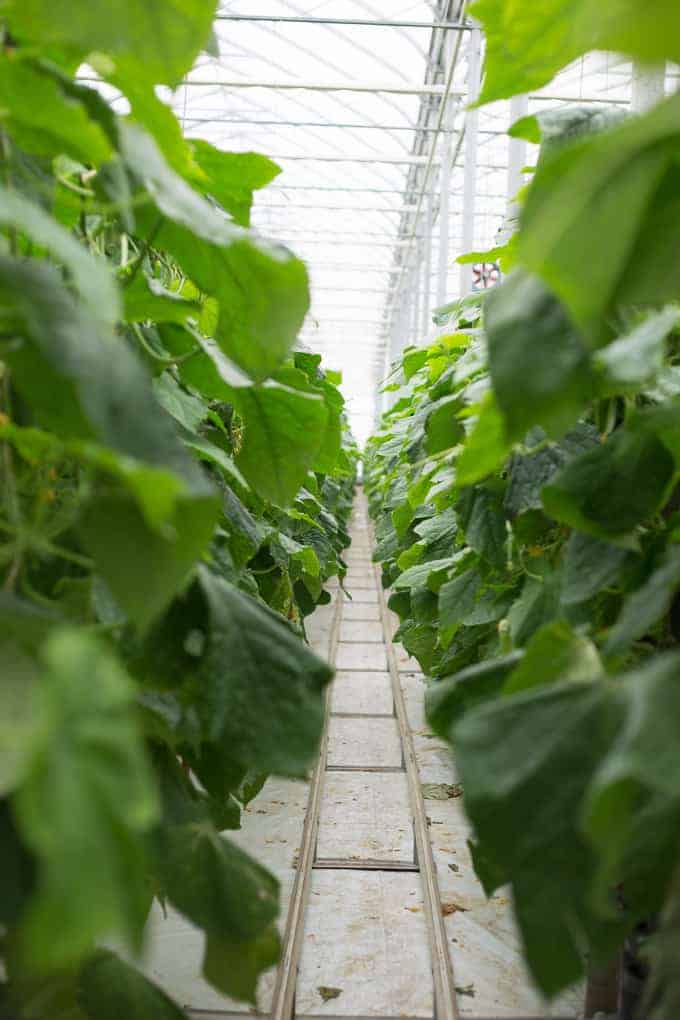A walkway between rows of green plants inside a bright greenhouse reflects Farm and Food Care Ontario’s commitment to sustainable agriculture.