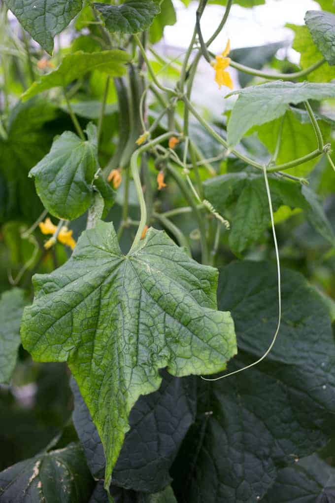 Large green cucumber leaves and yellow flowers growing on a vine plant, thriving under farm and food care Ontario practices.