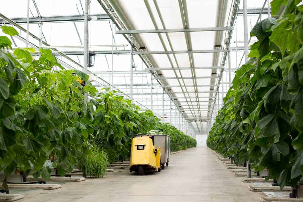 Rows of green plants in a modern greenhouse with a yellow cart in the center aisle, reflecting the standards promoted by Farm and Food Care Ontario.