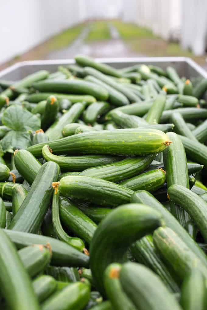 A large pile of fresh cucumbers in a metal container, outdoors on a cloudy day, showcases the quality produce supported by Farm and Food Care Ontario.