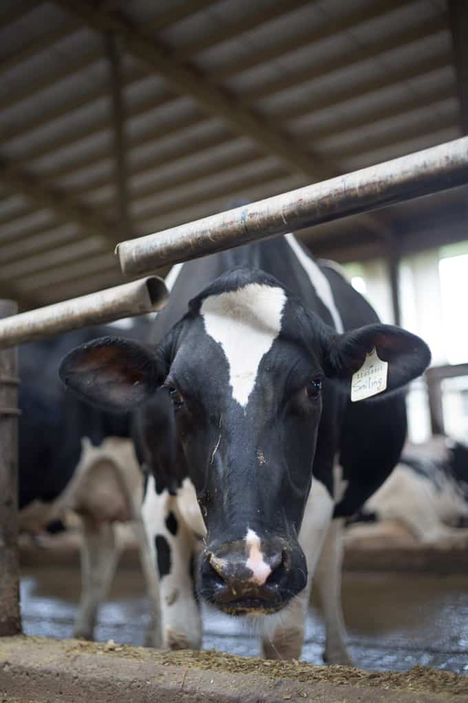 Holstein cow with ear tag standing in a barn, looking directly at the camera—a scene highlighting Farm and Food Care Ontario’s commitment to responsible farming.
