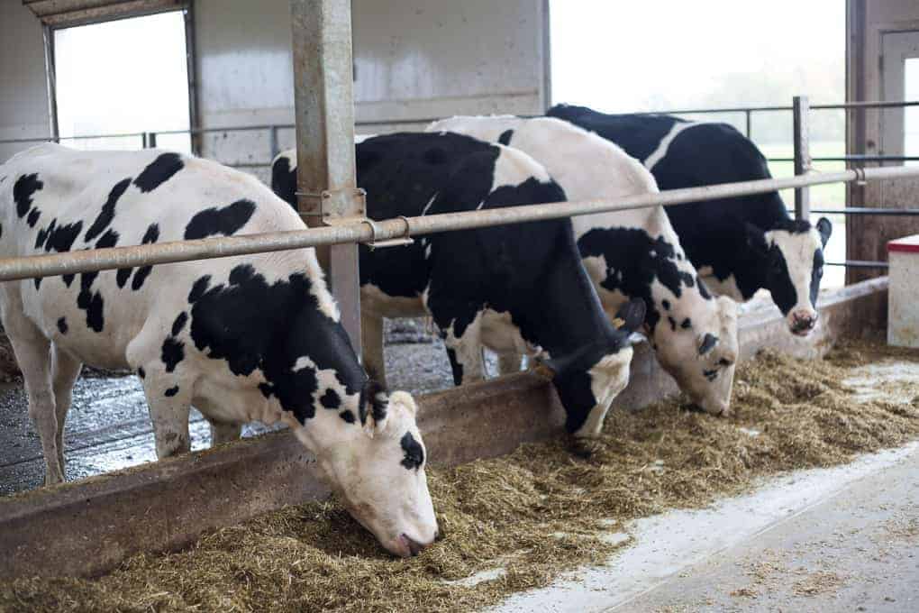 Three black and white cows eating hay inside a barn, showcasing farm and food care Ontario practices.