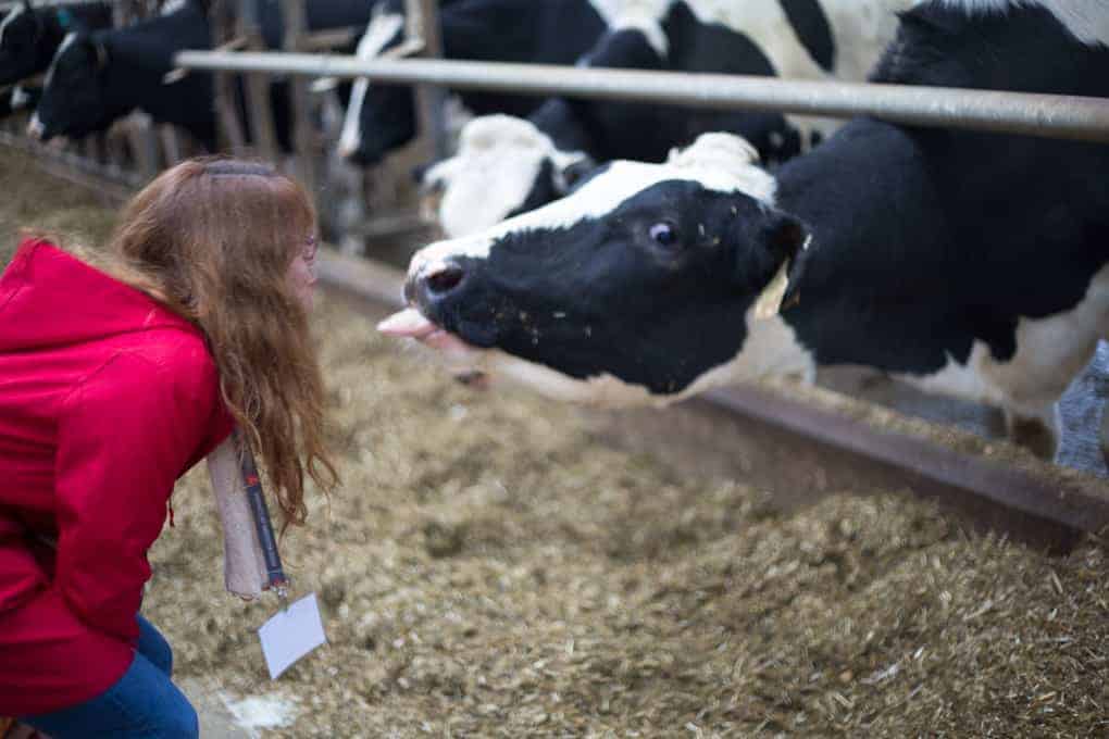 A woman in a red coat leans toward a cow, which is sticking out its tongue at her in a barn, highlighting farm life and food care ontario’s commitment to animal welfare.