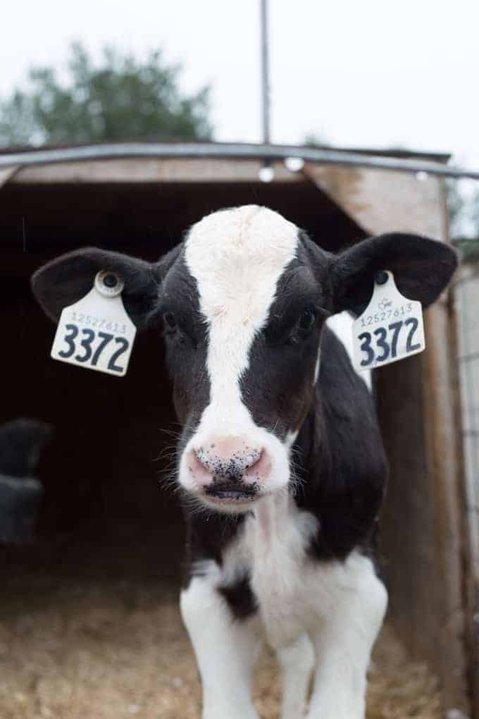 A black and white calf with ear tags labeled 3372 stands in a barn doorway, facing the camera—a charming scene showcasing farm and food care Ontario's commitment to animal welfare.