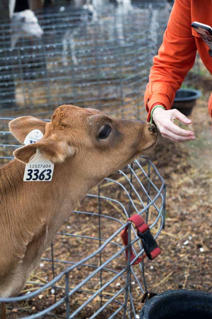 A calf with tag 3363 eats from a person's hand through a wire fence, showcasing the gentle interactions promoted by Farm & Food Care Ontario.