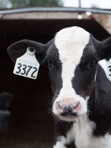 A black and white cow with ear tags numbered 3372 stands in a barn, embodying the essence of farm life. The cow faces the camera directly, with a wooden structure and partially blurred background visible behind it, reminiscent of scenes from a Food Tour spotlighting Food Care Ontario practices.