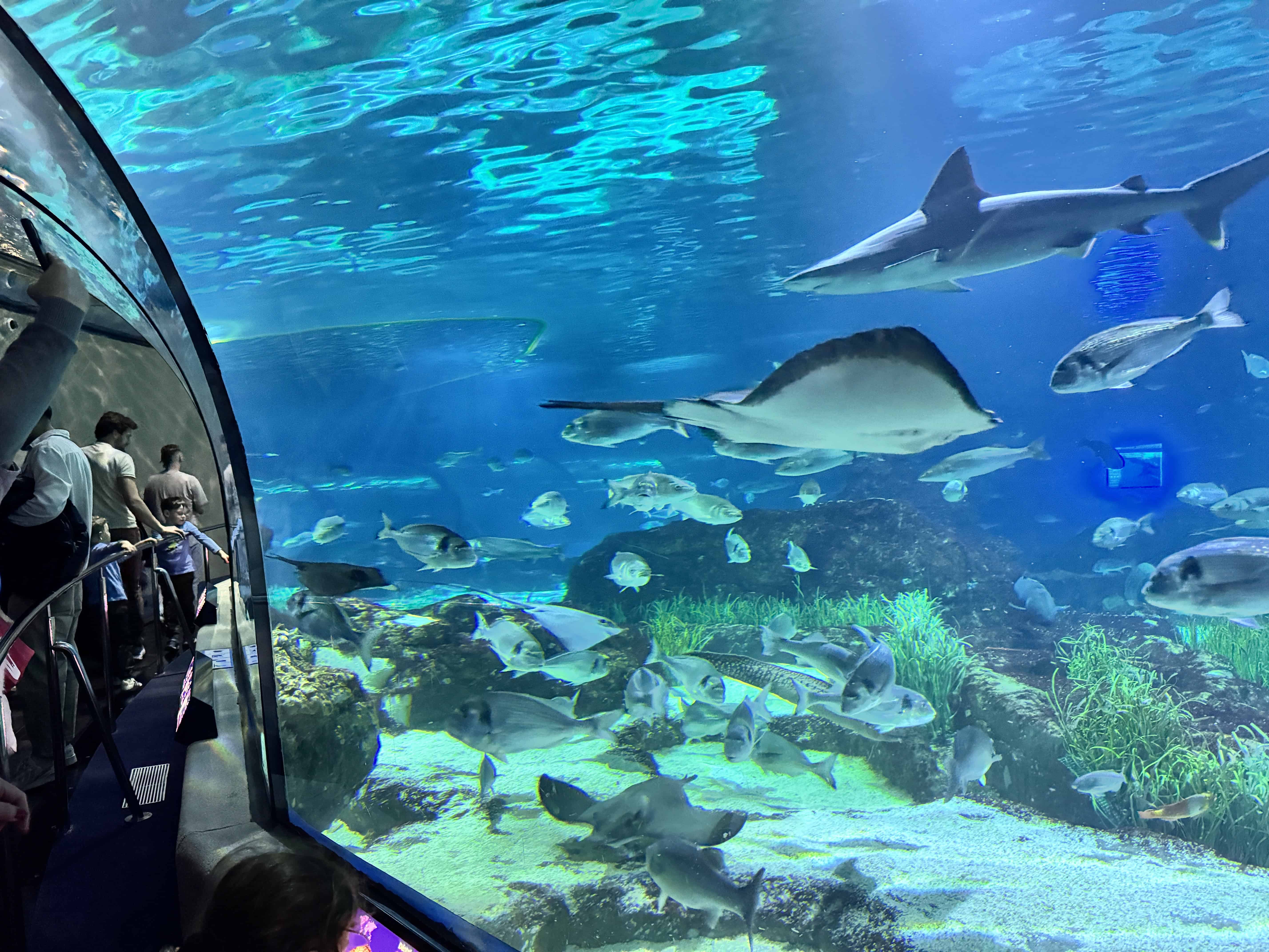 sharks and fish swimming in aquarium