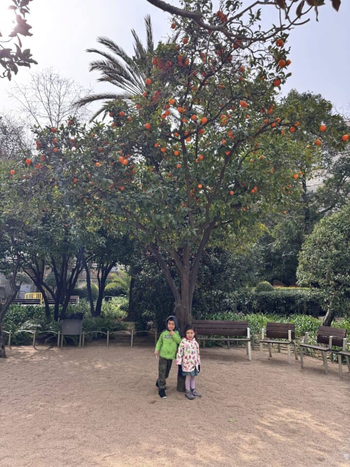 Two children stand in front of a large orange tree in a park during their Barcelona family vacation. The tree is full of oranges, with benches and greenery in the background, and fine gravel covering the ground.