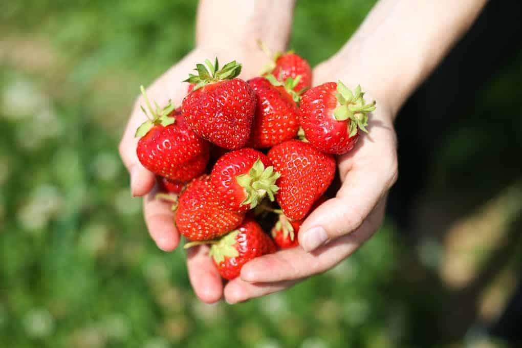 A pair of hands holds a pile of fresh, ripe strawberries outdoors, with a blurred green background.