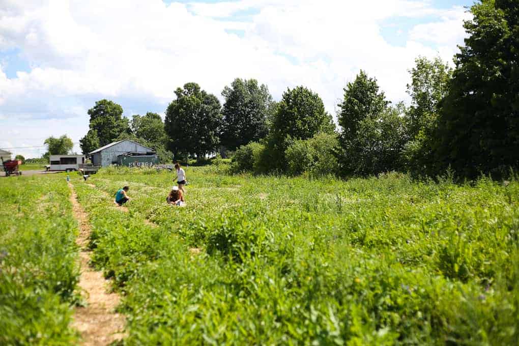 Several people are crouched in a green, overgrown field near a dirt path on a sunny day, with trees and a few farm buildings in the background.