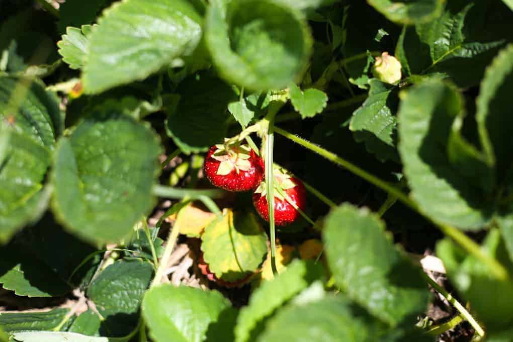 Two ripe red strawberries growing on a plant surrounded by green leaves, with sunlight casting shadows on the foliage.