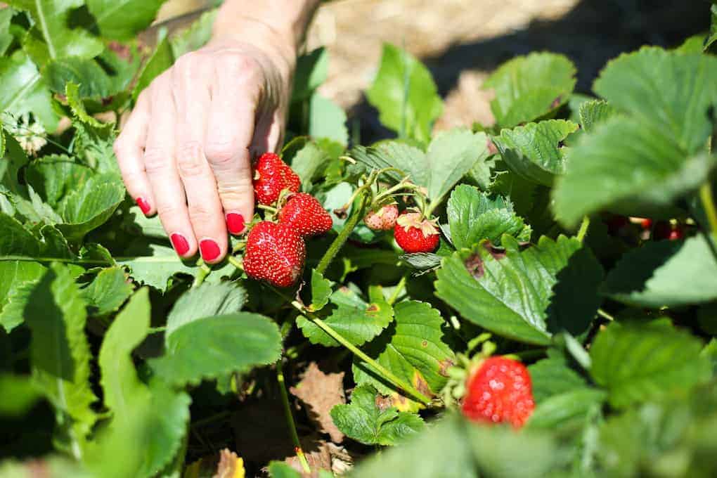 A hand with red-painted nails reaches toward ripe red strawberries growing among green leaves in a strawberry patch.