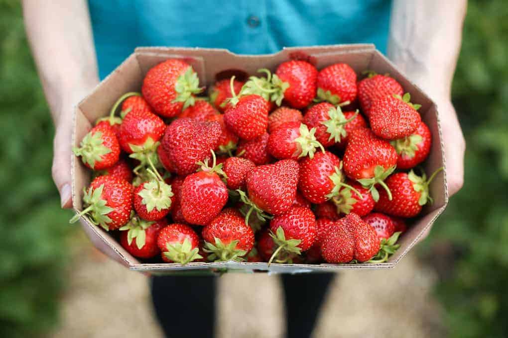 A person holding a cardboard container filled with freshly picked red strawberries. The person is wearing a blue shirt, and the background is blurred greenery.