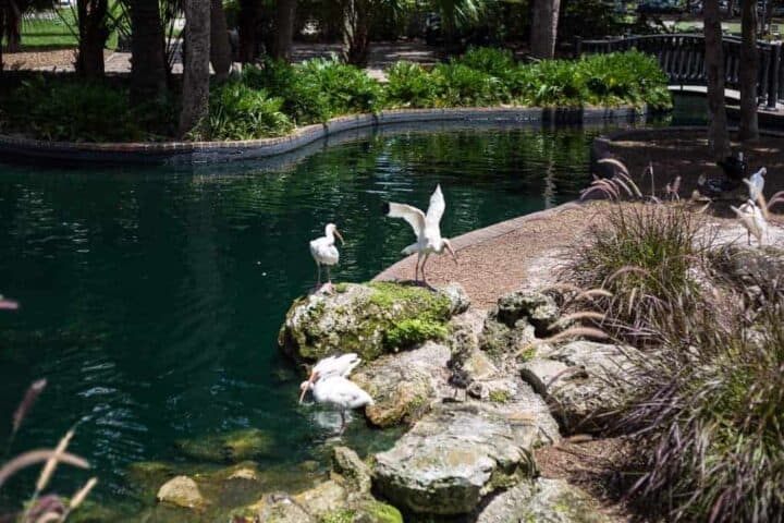 A small pond with clear water is surrounded by rocks and greenery. Three white birds stand on the rocks near the water, with one spreading its wings. There are trees and a wooden fence in the background.