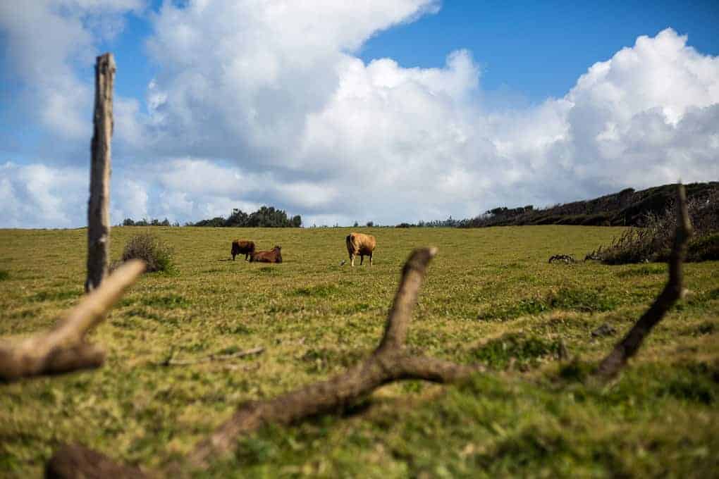 Two cows stand grazing on a grassy field under a partly cloudy sky, with wooden branches and posts visible in the foreground.