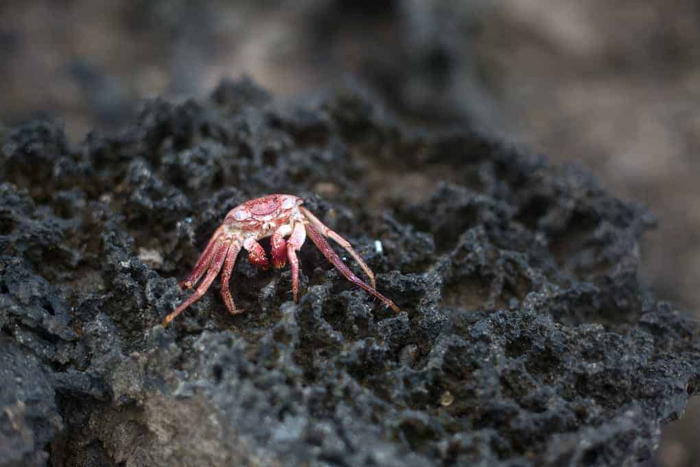 A small red crab with long legs is sitting on a rough, dark volcanic rock surface. The background is out of focus, emphasizing the texture of the rock and the crab’s details.