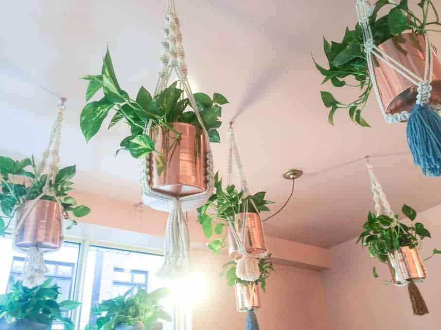 Several green leafy plants hang from the ceiling in copper planters held by macramé plant hangers. Sunlight enters through a window, brightening the space below the hanging plants.