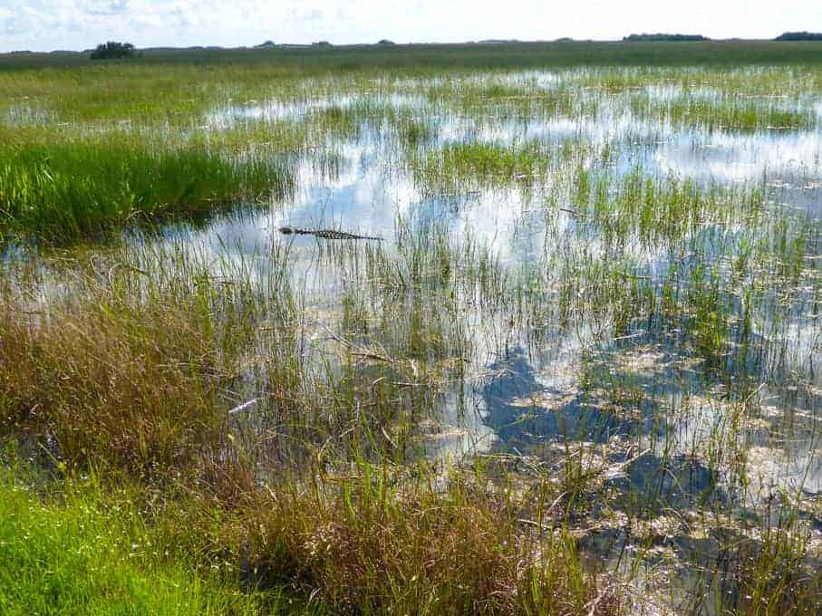 A grassy wetland with shallow water reflecting the sky and clouds, surrounded by tall green and brown grasses under a partly cloudy sky.