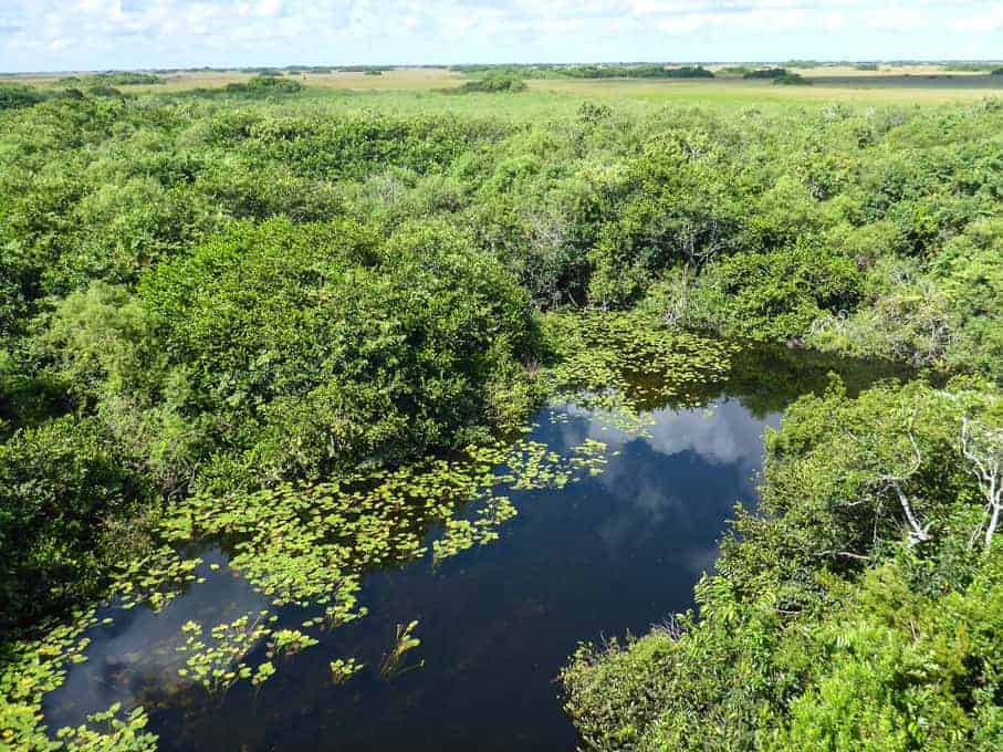 A small pond surrounded by dense green vegetation, with lily pads floating on the water’s surface and open grasslands stretching into the distance under a partly cloudy sky.
