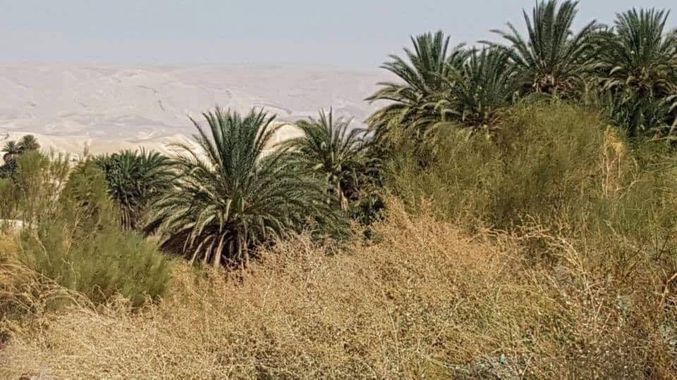 Palm trees and dry bushes in a desert landscape with distant sandy hills under a clear sky.