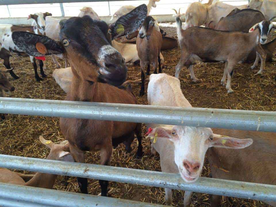 Several goats stand behind a metal fence in a pen, looking curiously toward the camera.
