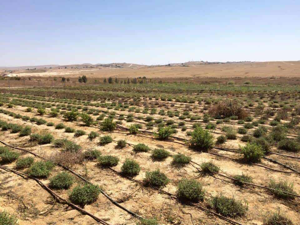 Rows of small green plants growing in dry, sandy soil under a clear sky in a rural farmland area.