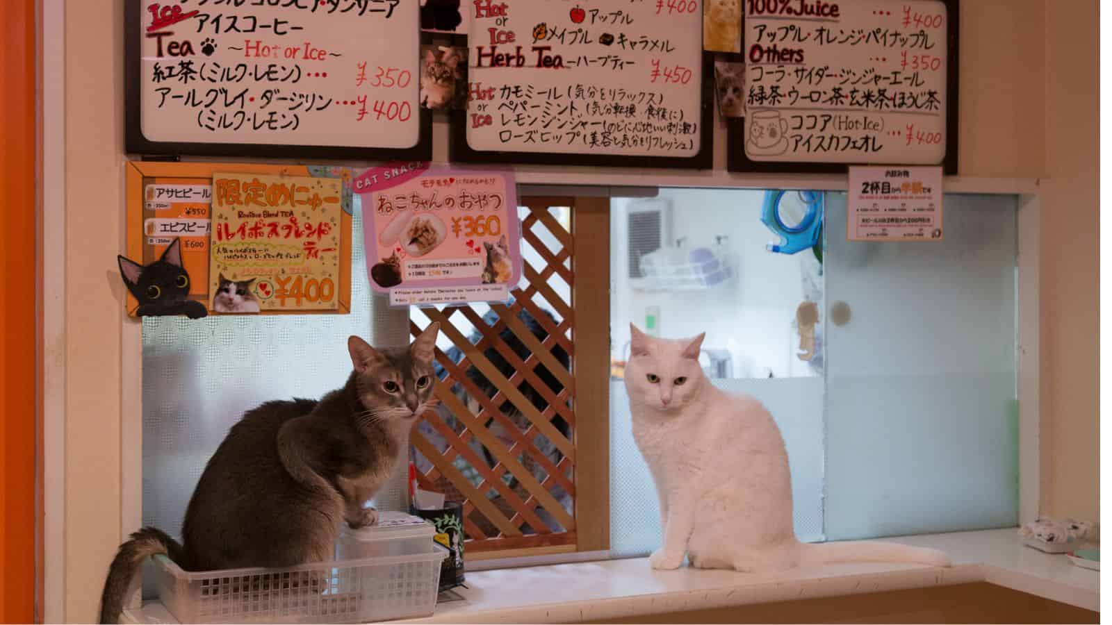 Two cats, one gray and one white, sit on a counter under handwritten menu boards in a cozy café.