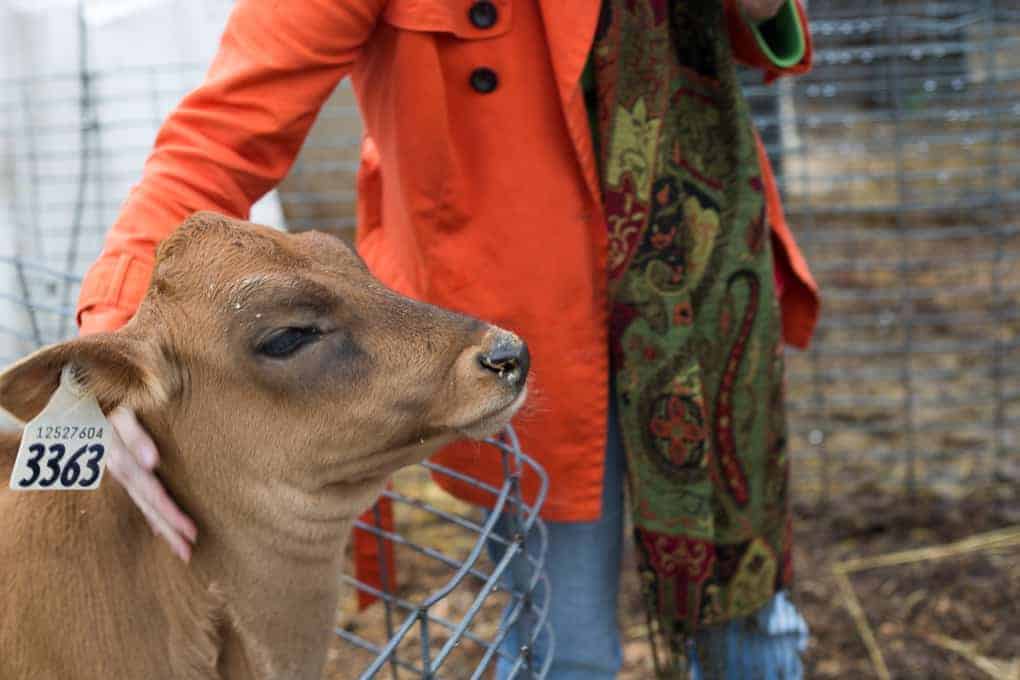 Person in an orange coat pets a brown calf with a numbered ear tag behind a metal fence, showcasing farm and food care Ontario’s commitment to animal welfare.