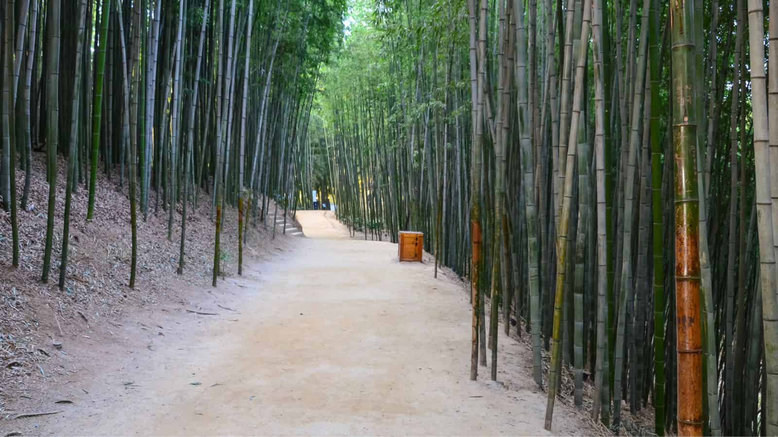 A wide dirt path runs through a lush bamboo forest with tall, green bamboo stalks on both sides.