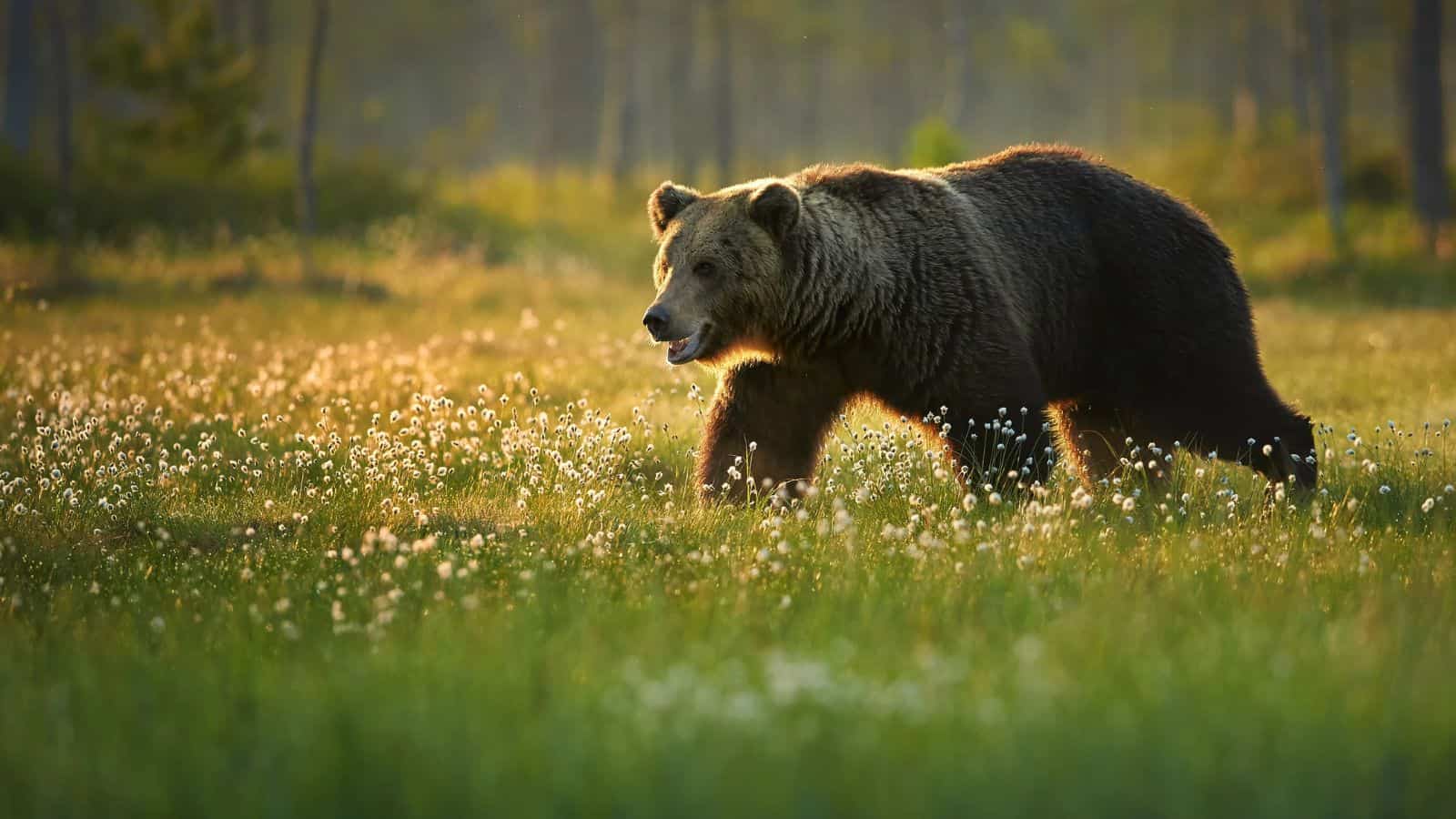 A brown bear walks through a sunlit field with grass and white wildflowers, surrounded by blurred trees in the background.