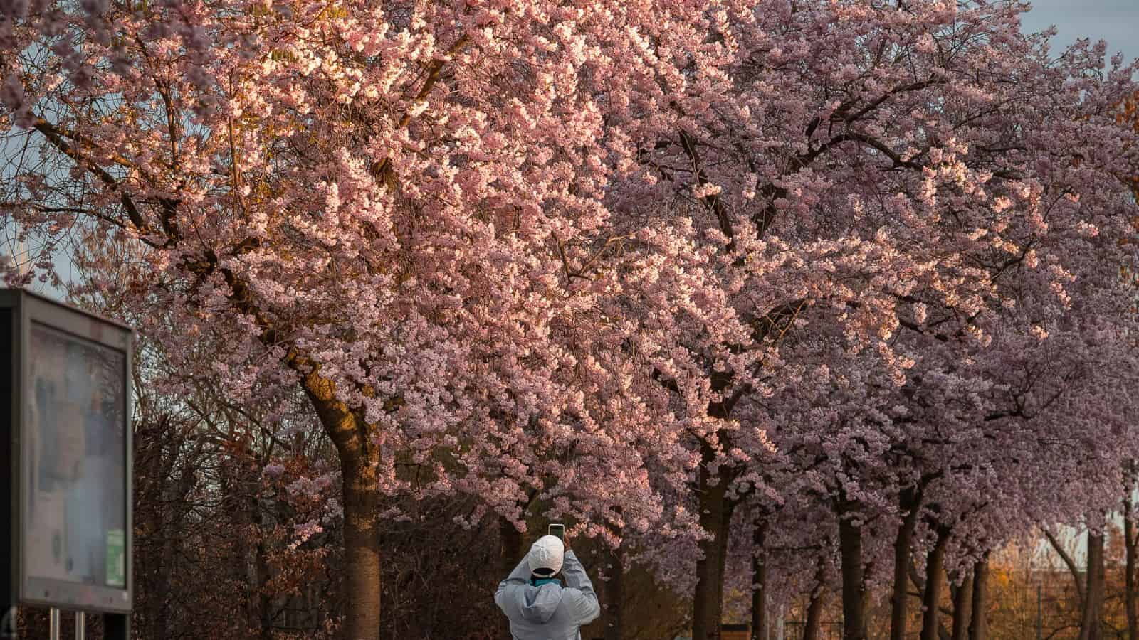 Person photographing blooming cherry blossom trees lining a path under warm sunlight.