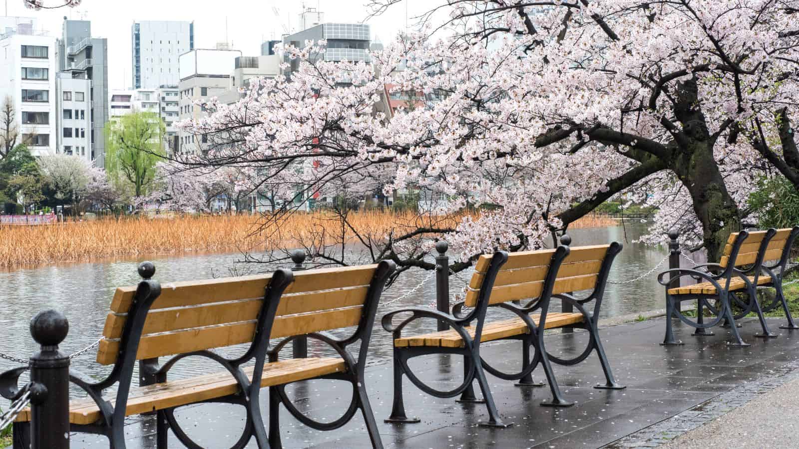 Empty benches by a riverside, with cherry blossom trees in full bloom and city buildings in the background.