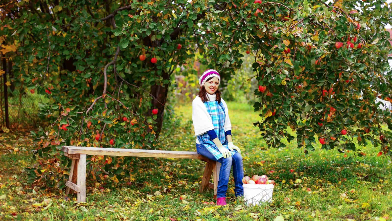 Woman in autumn clothing sits on a bench by an apple tree with a bucket of apples on the grass nearby.