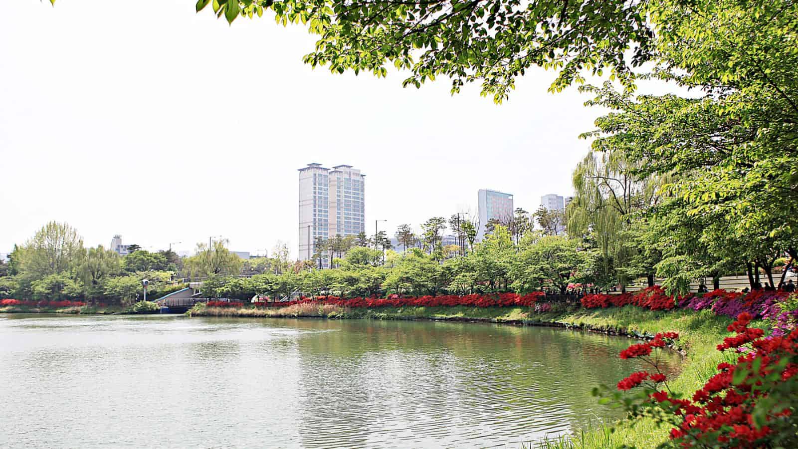 A calm lake with red flowers along the shore, trees, and tall buildings in the background.