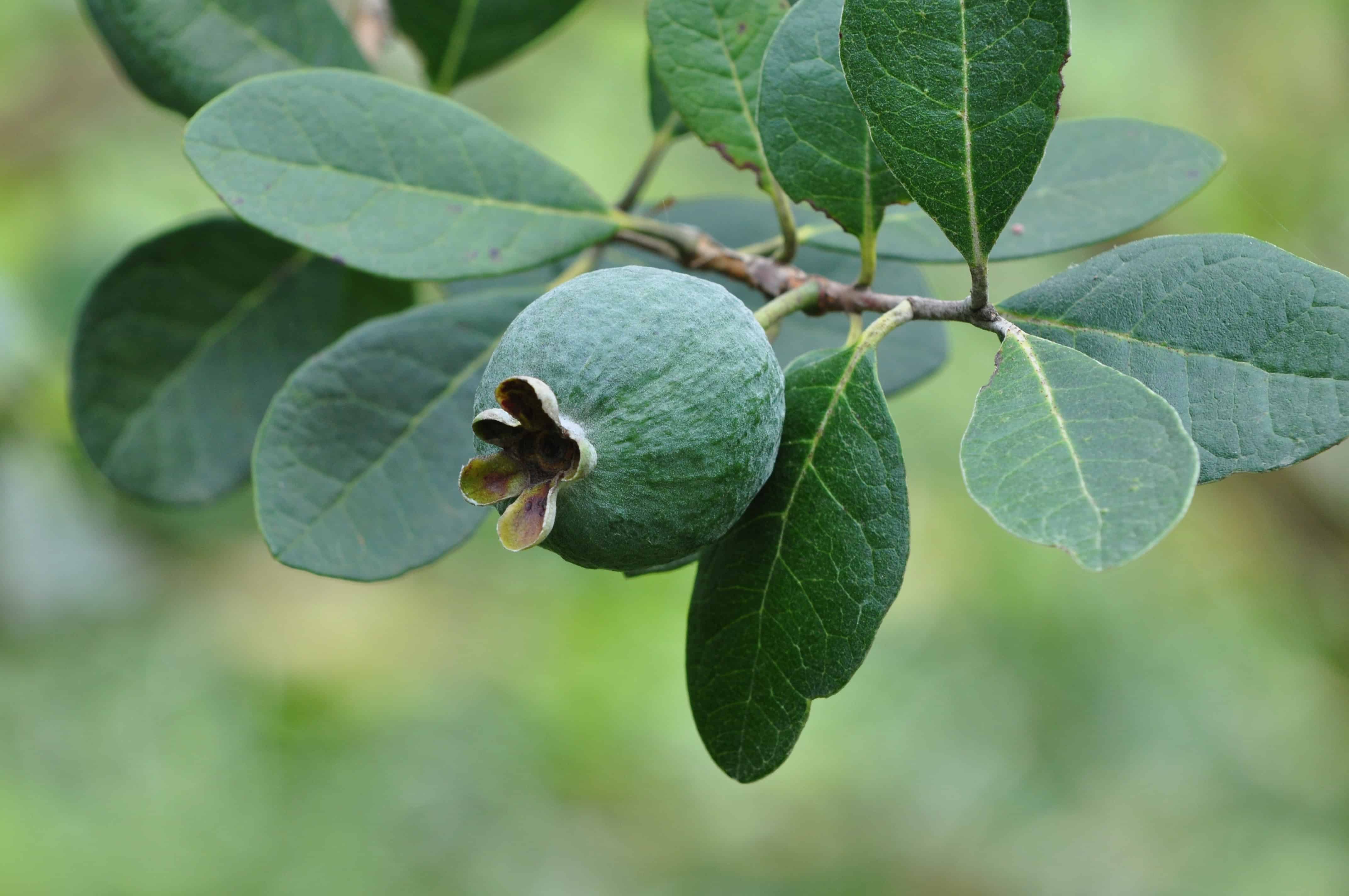 A single green guava, one of many exotic Colombian fruits, grows on a branch with dark green leaves against a blurred background.