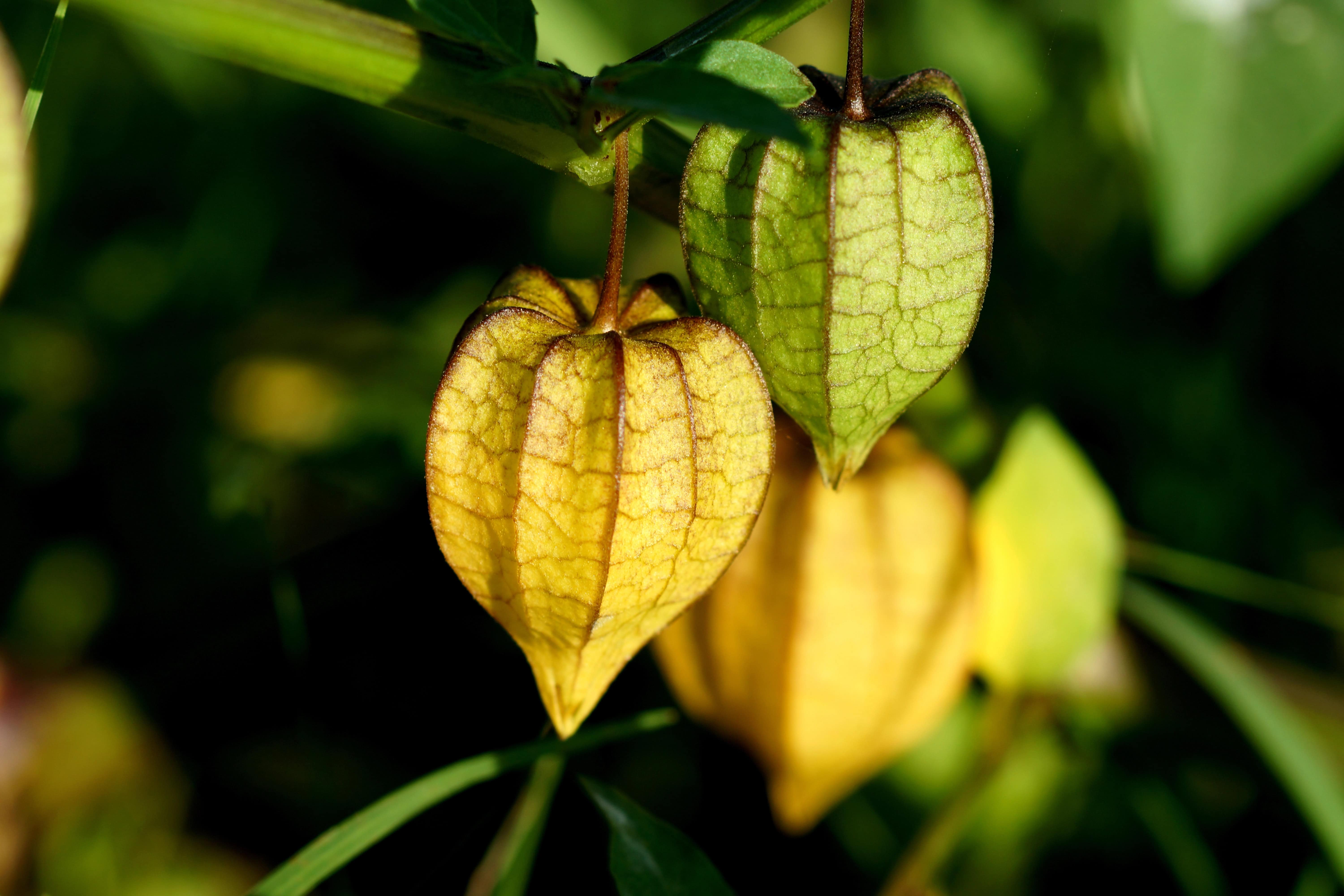 Close-up of two physalis, exotic Colombian fruits, one green and one yellow, hanging from a plant with vibrant green leaves.