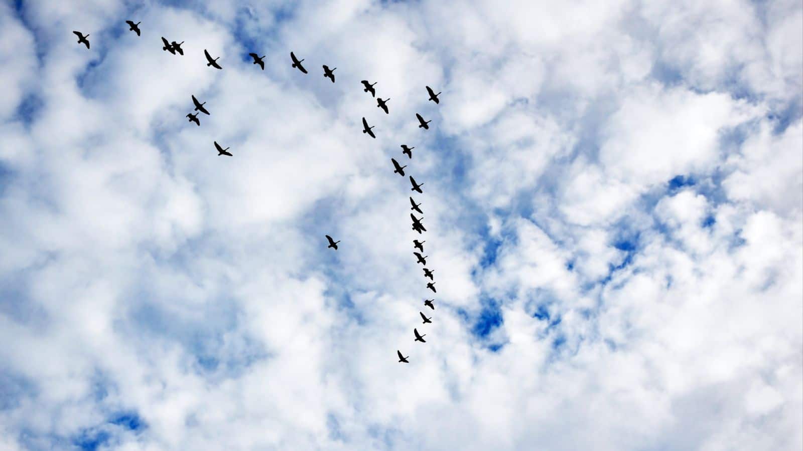 A flock of birds flies in a V-formation across a cloudy sky with patches of blue visible.
