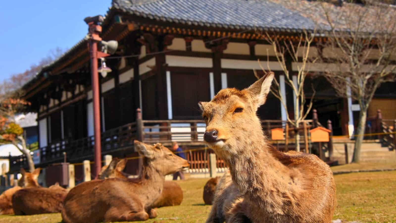 Several deer rest on grass in front of a traditional Japanese wooden building on a sunny day.