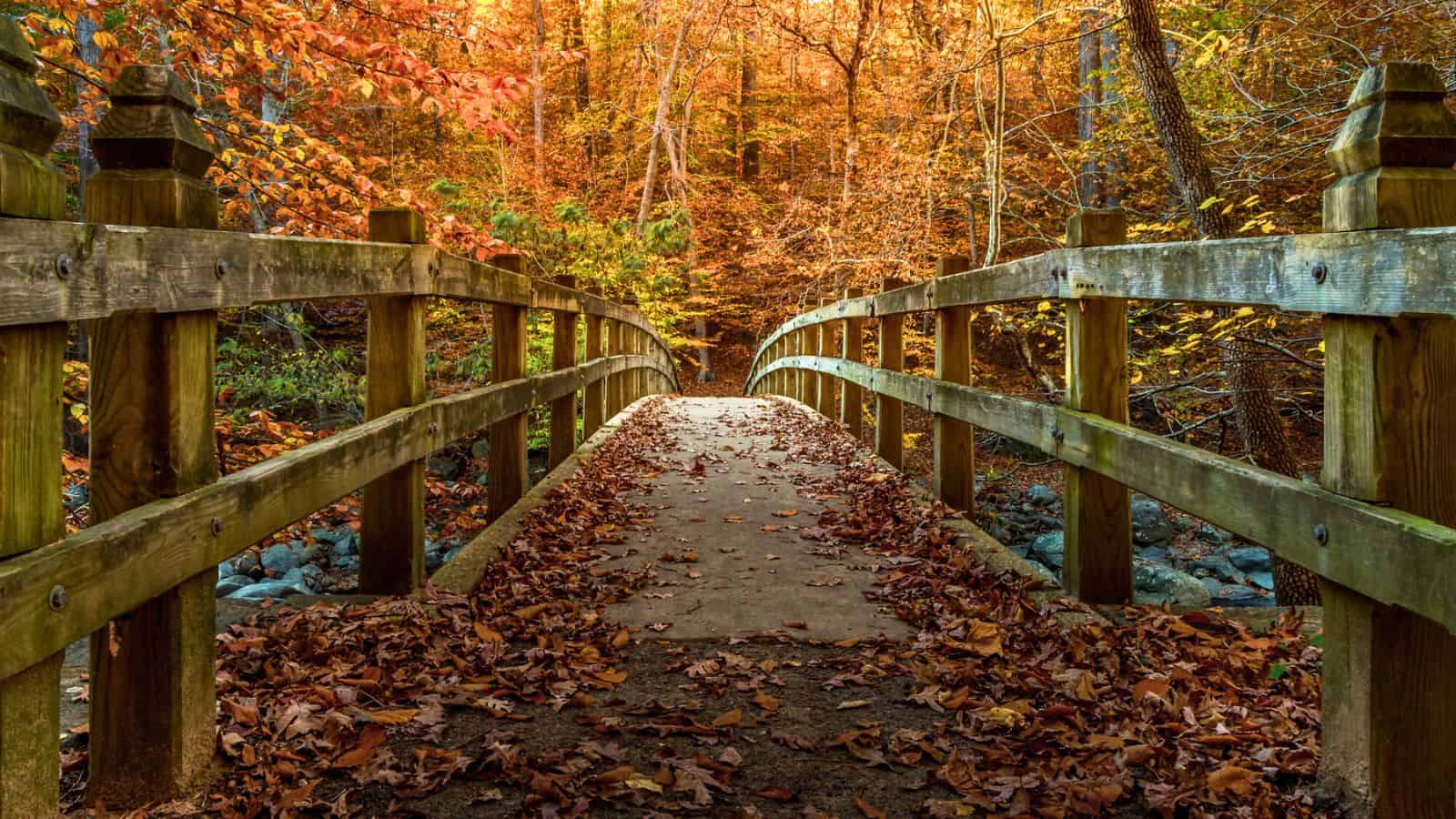Wooden bridge covered with autumn leaves, surrounded by colorful fall trees in a forest.