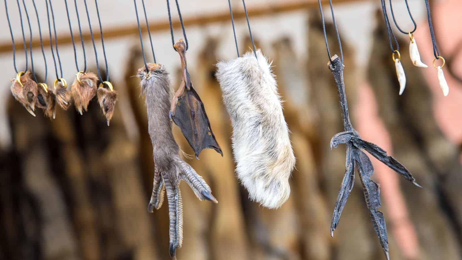 Animal parts and claws hang on strings as charms or amulets, displayed in a market or shop.