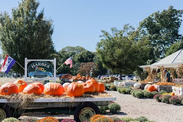 Large orange pumpkins on display at Harbes Family Farm, one of the best pumpkin patches, with fall decorations and trees in the background.