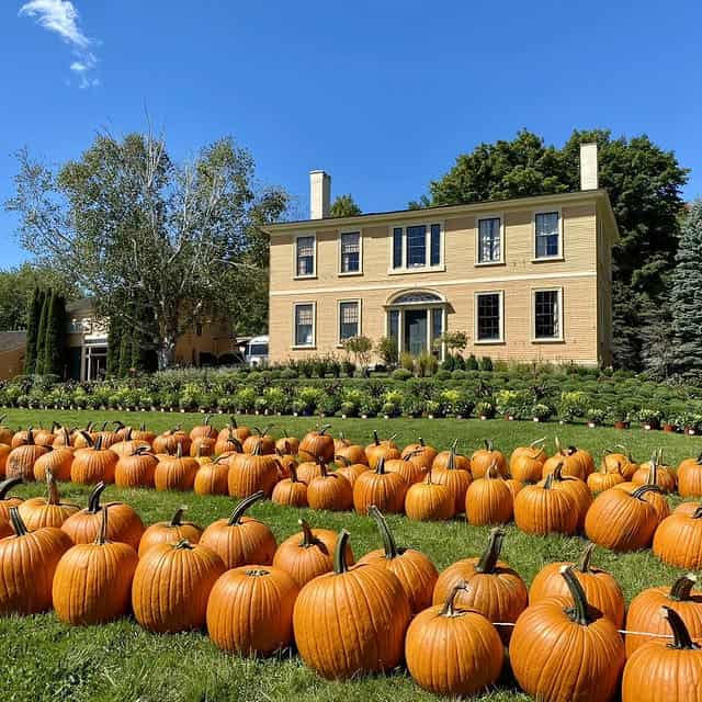 A large yellow house with rows of pumpkins on the lawn under a bright blue sky, capturing the charm of the best pumpkin patches.