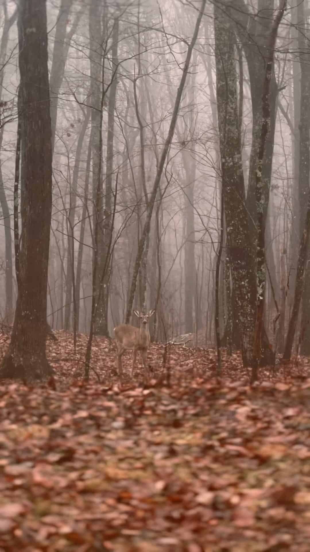 A deer stands among tall trees in a foggy autumn forest with fallen leaves covering the ground, capturing the peaceful essence of the best mountain getaways.