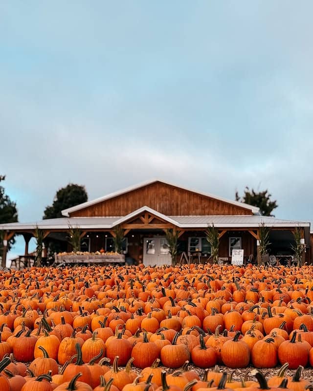 Hundreds of pumpkins cover the ground in front of a rustic barn at one of the best pumpkin patches on a cloudy day.