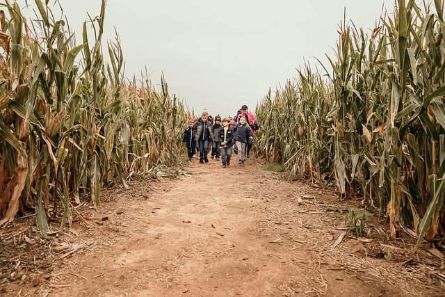 A group of people walk along a dirt path through a cornfield on a cloudy day, searching for the best pumpkin patches.