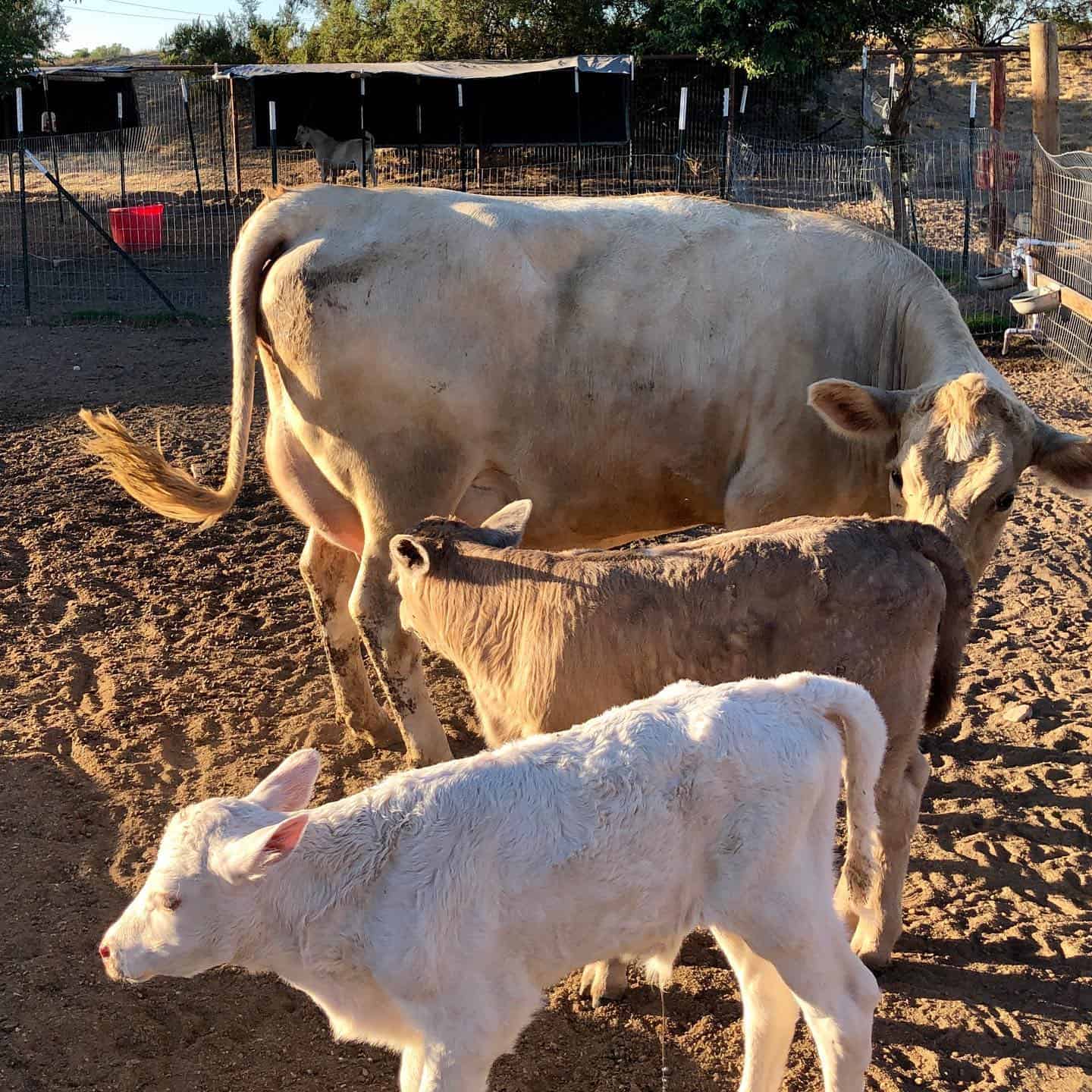 A cow stands in a pen with two calves, one brown and one white, enjoying the sunlight just beyond the best pumpkin patches.