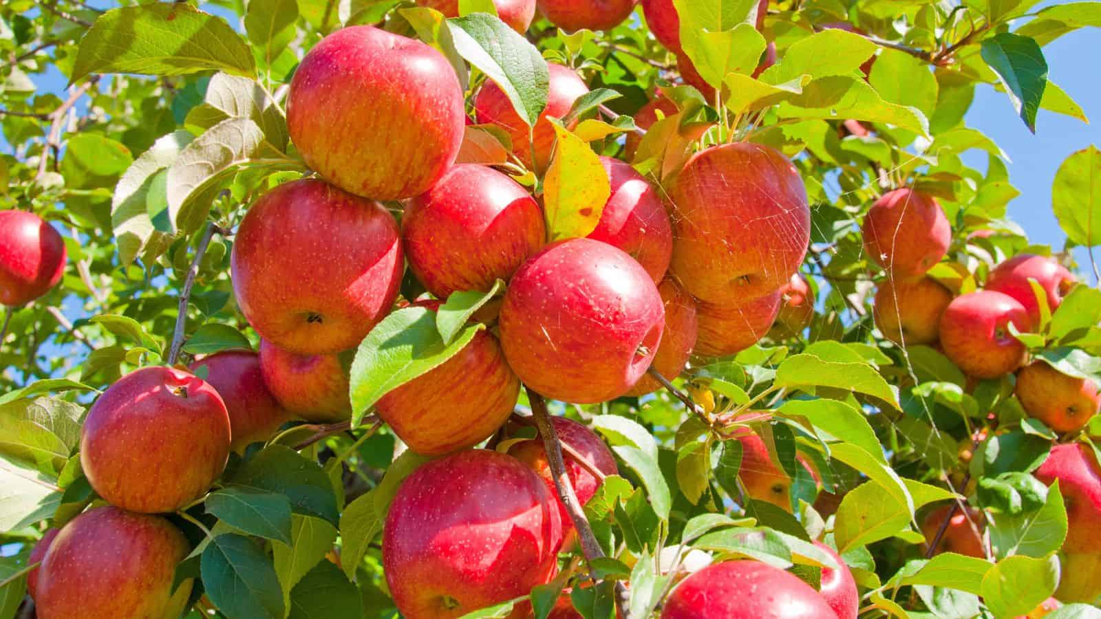 Red apples hanging on a tree branch surrounded by green leaves under bright sunlight.