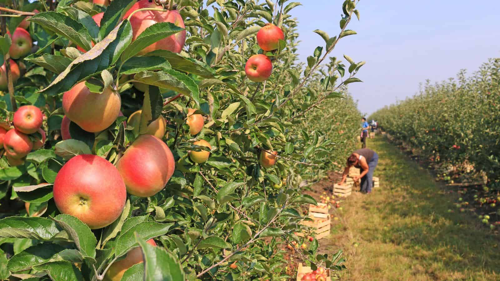 Rows of apple trees with ripe apples, people picking fruit and placing them in wooden crates on the ground.
