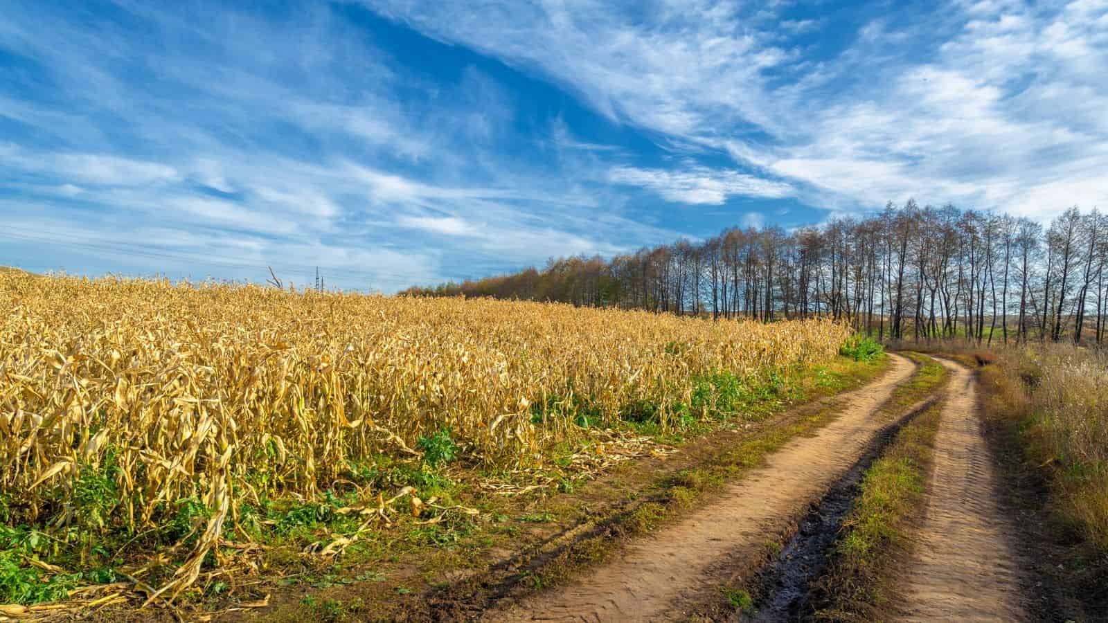 Dirt road beside a cornfield under a partly cloudy blue sky with trees in the background.
