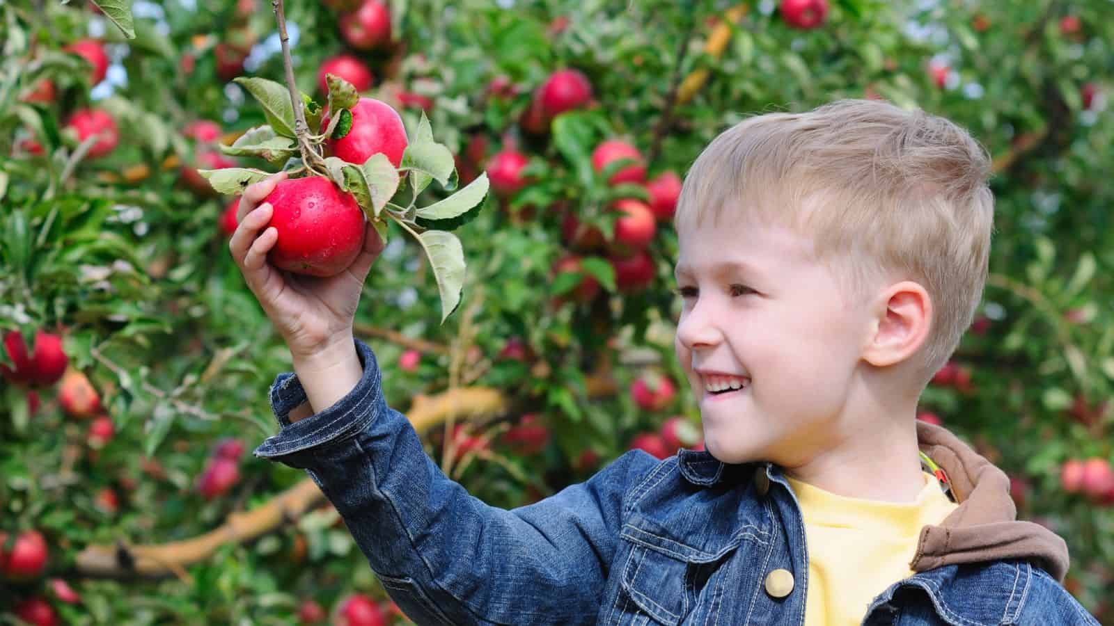 Smiling boy in a denim jacket picking red apples from a tree in an orchard.